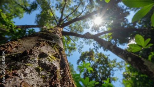 Looking Up Through Tall Forest Trees at Bright Sun Rays in a Lush Canopy