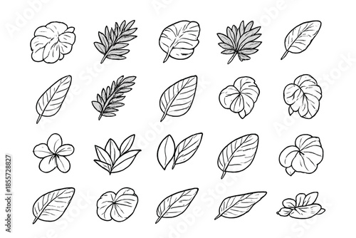 Hand-drawn botanical collection of leaves and flowers