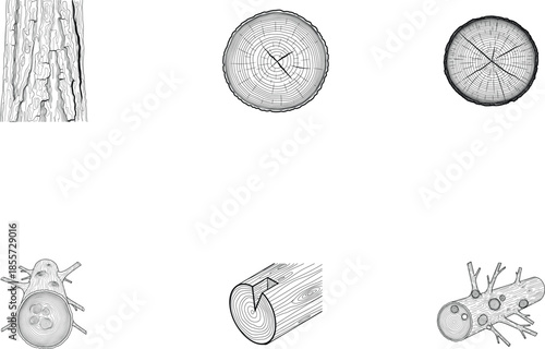Detailed illustration of tree trunk and logs with various cross sections