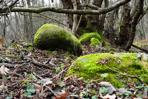 A stone covered with green moss in the forest. Wildlife landscape.