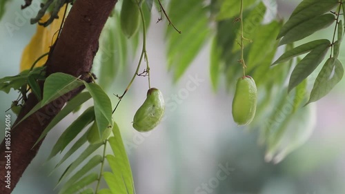 Two fresh green bilimbi (Averrhoa bilimbi) on its tree branch.