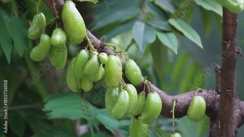 Bunch of fresh green bilimbi (Averrhoa bilimbi) on its tree branch.