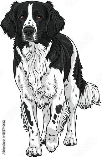 Large Münsterländer dog walking forward attentive pose