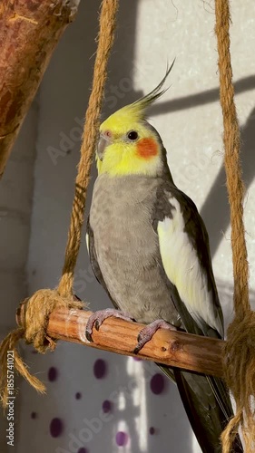 Cockatiel sitting on wooden swing perch and looking at camera in cozy indoor setting
