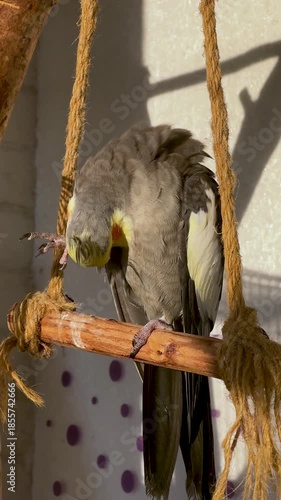 Cockatiel cleaning claws while perched on wooden swing in cozy indoor setting
