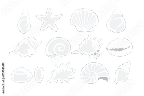 Collection of White Seashells and Starfish on Gray Background