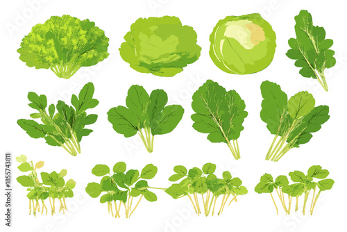 Collection of Fresh Green Leafy Vegetables