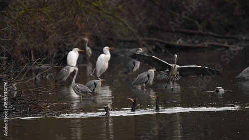 Grey herons and great egrets standing in shallow water on a lake