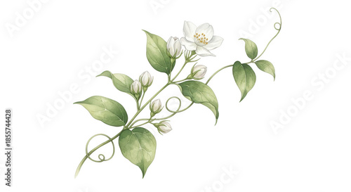Delicate white jasmine flower and buds with green leaves on a black background white flower