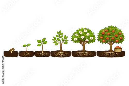 Tree Growth Stages with Fruits and Flowers