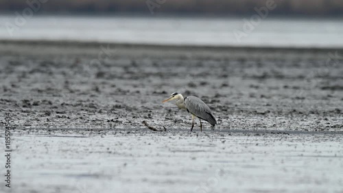 Grey heron walking and foraging in shallow water