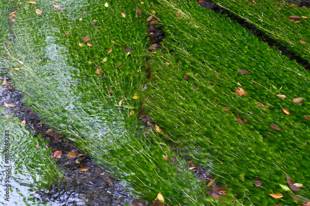 Fototapeta premium ミシマバイカモの緑がきれいな源兵衛川のせせらぎ