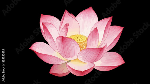 Beautiful pink and white lotus flower blooming against a black background