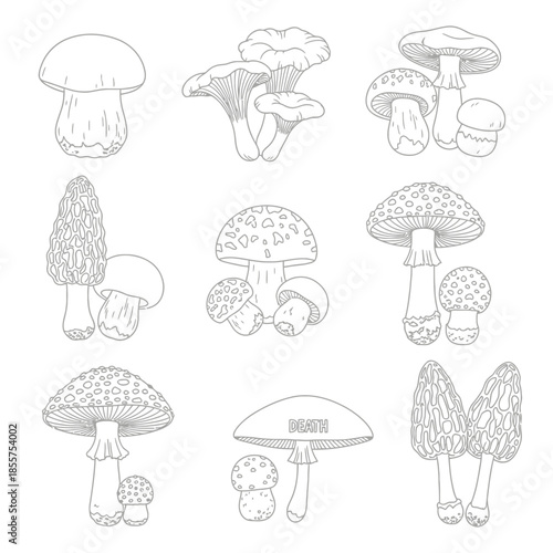 Distinctive Mushroom Varieties Art Collection Including Ominous Death Fungus Whimsical Deadly Fungi Series Mushroom Illu.png