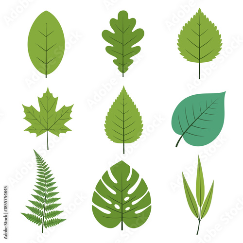 Botanical Leaf Illustration Assorted Green Foliage Design Vector Nature Identifier Monstera Fern Maple Elm Vegetation Pa.png