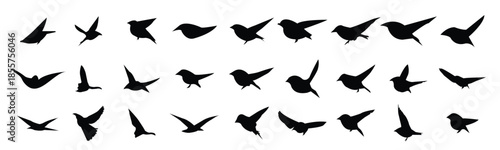 silhouette flying birds vector