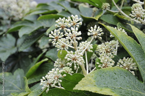 丸い花　ヤツデ