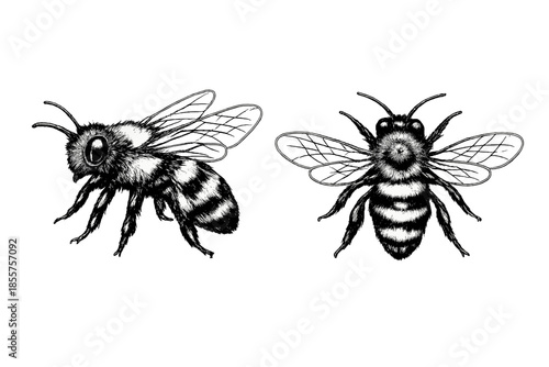 Black and white illustration of two bees