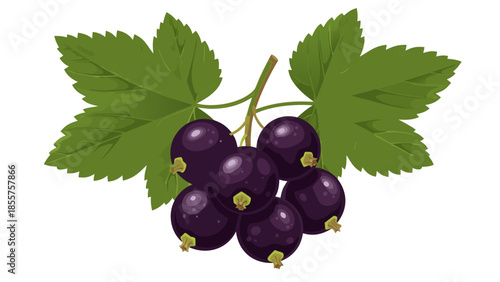 A cluster of ripe blackcurrants with leaves, vector illustration
