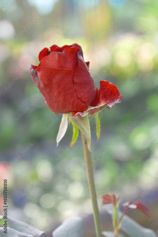 Obraz premium Beautiful red rose flower closeup in garden, A very beautiful red rose flower bloomed on the rose tree, Rose flower closeup, bloom flowers, Natural spring flower, Natural floral background,
