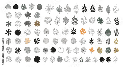 Extensive collection of various leaf shapes and styles shown in both black and white sketches and colorful designs for botanical projects.