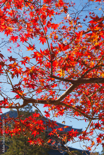 紅葉した楓と寺院 2025年12月6日 撮影（奈良市）