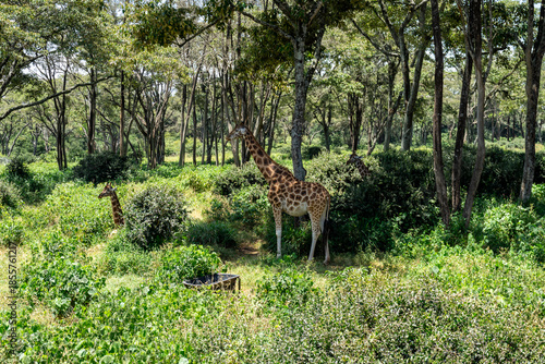 Kenya's Giraffe Center, where you can feed giraffes