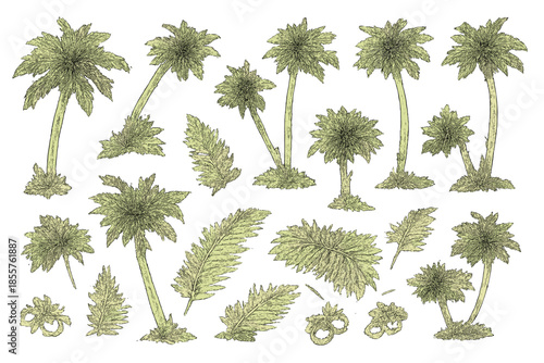 Vintage Botanical Illustration of Palm Trees and Ferns