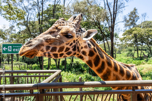 Kenya's Giraffe Center, where you can feed giraffes