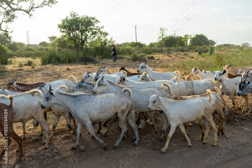 A herd of goats on the Kenyan plains