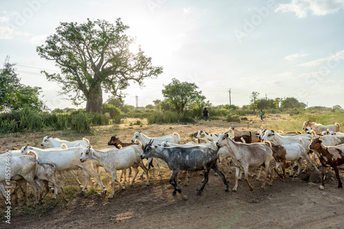 A herd of goats on the Kenyan plains