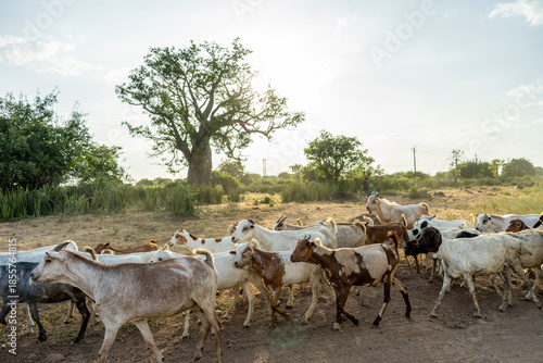 A herd of goats on the Kenyan plains