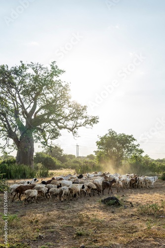 An old baobab tree in the Kenyan fields