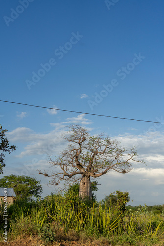 An old baobab tree in the Kenyan fields