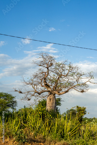 An old baobab tree in the Kenyan fields