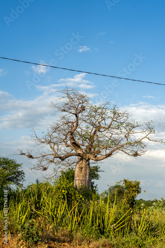 An old baobab tree in the Kenyan fields