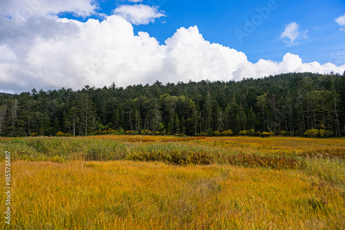 秋の尾瀬、大江湿原