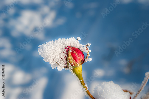 Fiore con neve