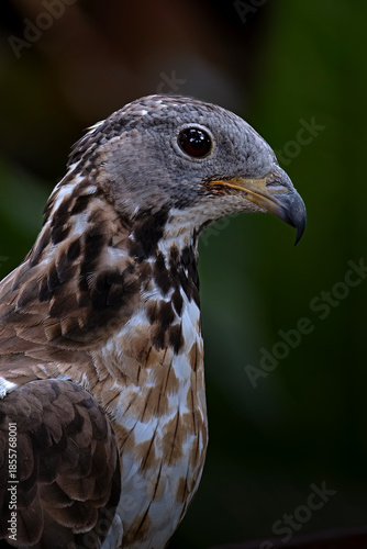 The crested honey buzzard