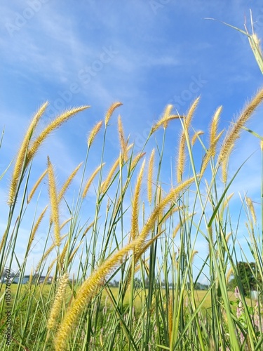 Slika na platnu Feathery grass heads sway in breeze beneath vivid blue sky, capturing serene meadow moment