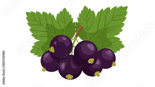 Vector illustration of a cluster of blackcurrants with leaves on a white background