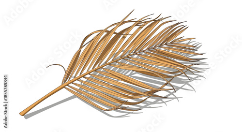 dried palm leaf illustration isolated on white background casting shadow tropical botanical element for eco design packaging and decor