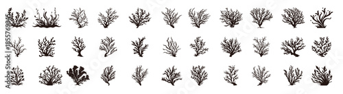 seaweed vector set seaweed silhouette collection sea coral
