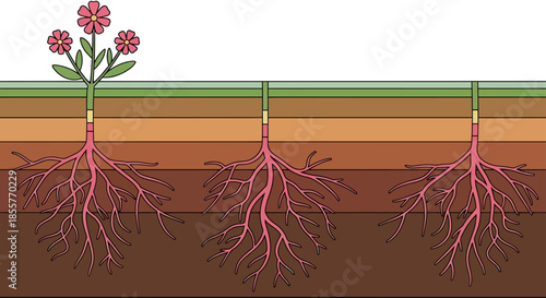 plant root system diagram showing flowering plant and three stages of underground root growth in layered soil profile for education and training