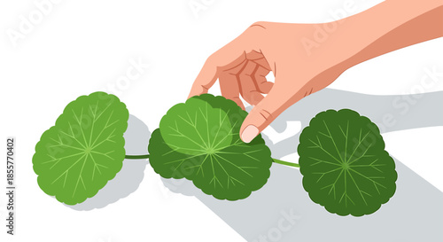 gotu kola leaf illustration with human hand picking fresh ayurvedic herb on white background concept for skincare herbal medicine and wellness