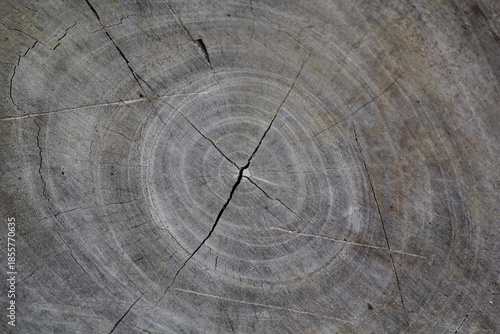 Tree Trunk Cross Section with Natural Wood Growth Rings Texture