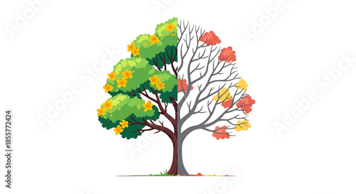 four seasons tree concept illustration showing half green spring foliage and half bare autumn branches on white for climate change and life cycle design