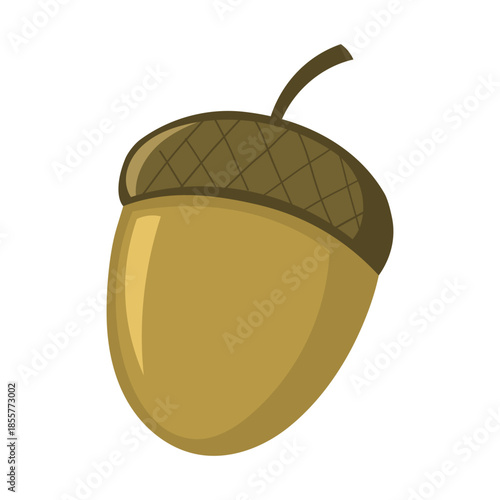 Illustration of an Acorn