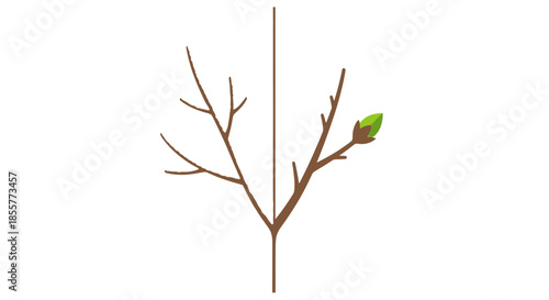 growth and renewal concept with split tree branch illustration showing dead winter side and spring bud side for change progress and rebirth
