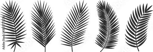 Palm leaf silhouette, tropical foliage, botanical nature art, black palm frond, summer design, exotic leaves, minimalist vector illustration, tropical plant